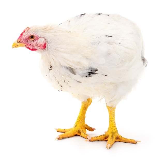 White hen isolated on white, studio shot