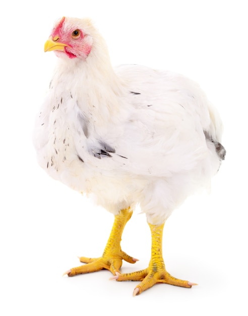 Gallina bianca isolata su bianco, girato in studio