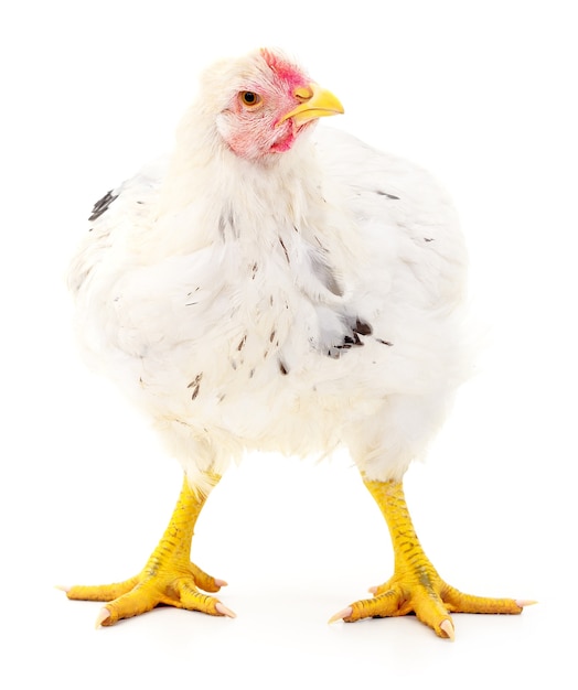 White hen isolated on white, studio shot