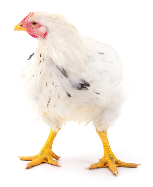 White hen isolated on white, studio shot