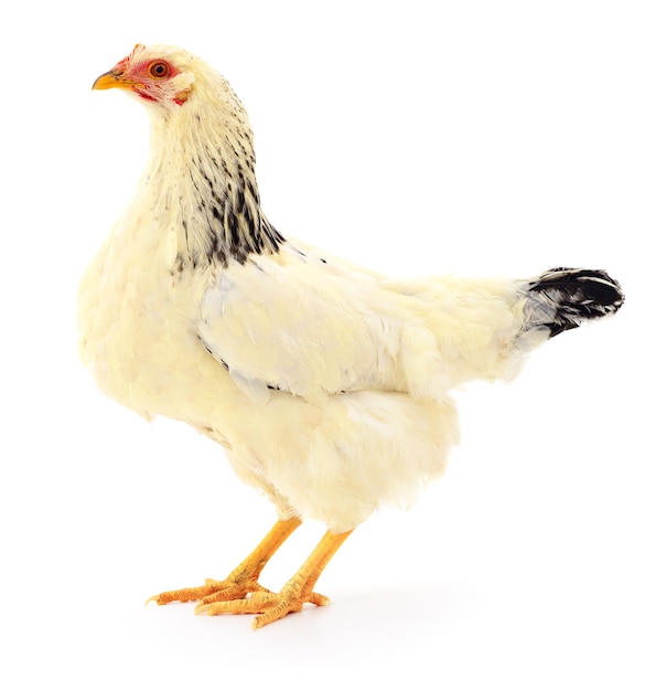 White hen isolated on white, studio shot