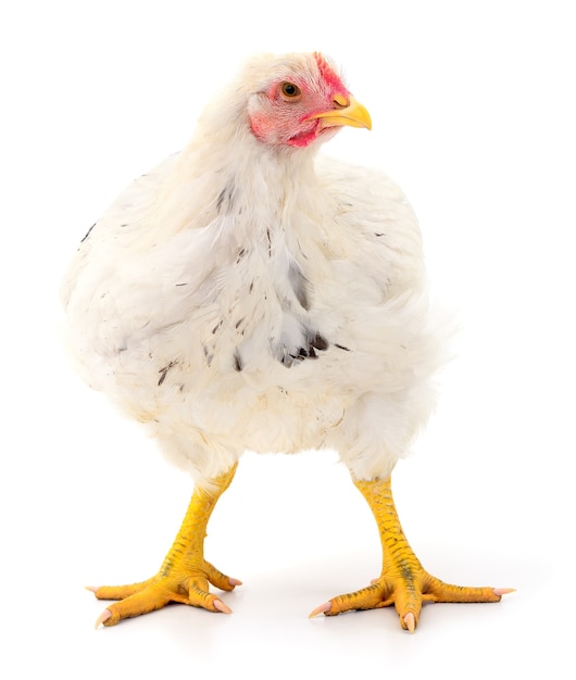 Photo white hen isolated on white, studio shot