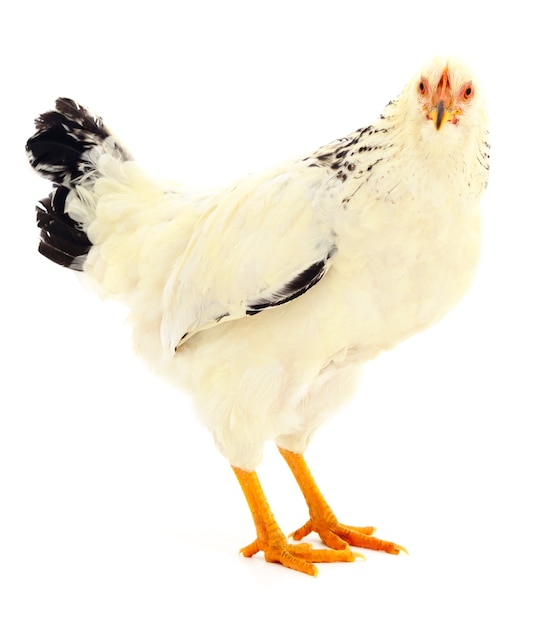 Gallina bianca isolata su bianco, girato in studio