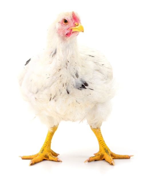 White hen isolated on white, studio shot