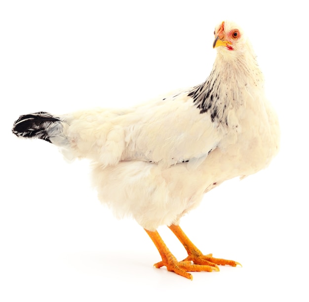 Gallina bianca isolata su bianco, girato in studio