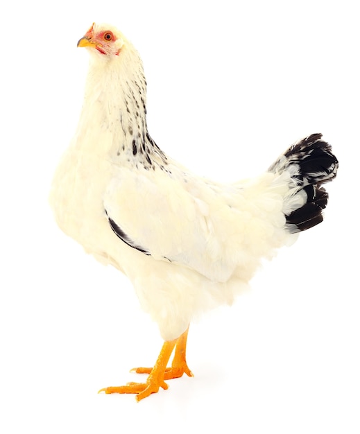 White hen isolated on white, studio shot