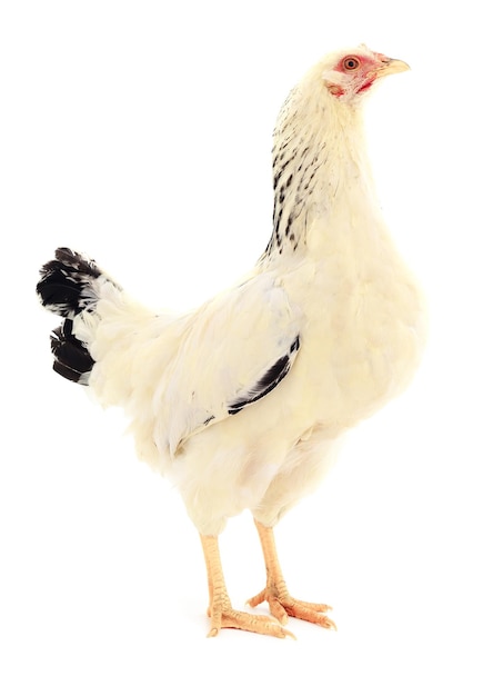 White hen isolated on white studio shot