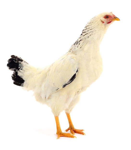 White hen isolated