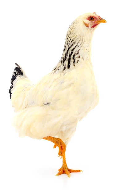 White hen isolated