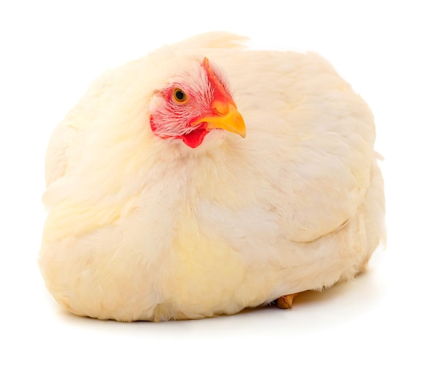 White hen isolated