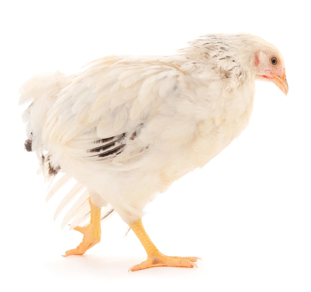 White hen isolated