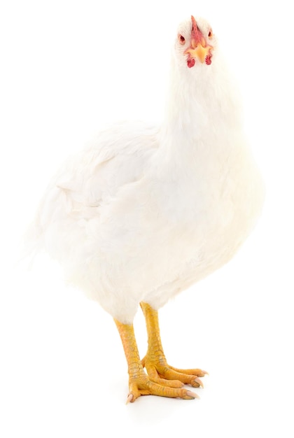 White hen isolated