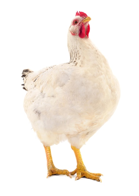 White hen isolated