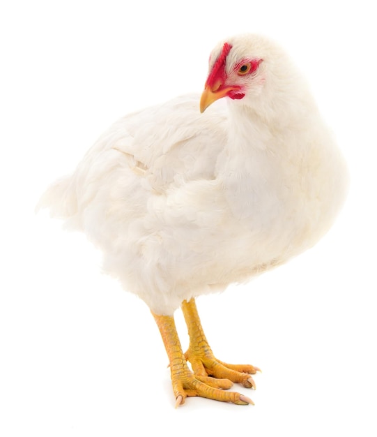 White hen isolated