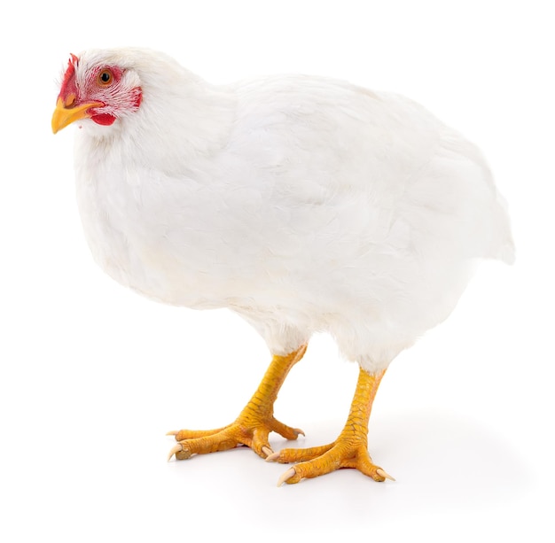 Photo white hen isolated