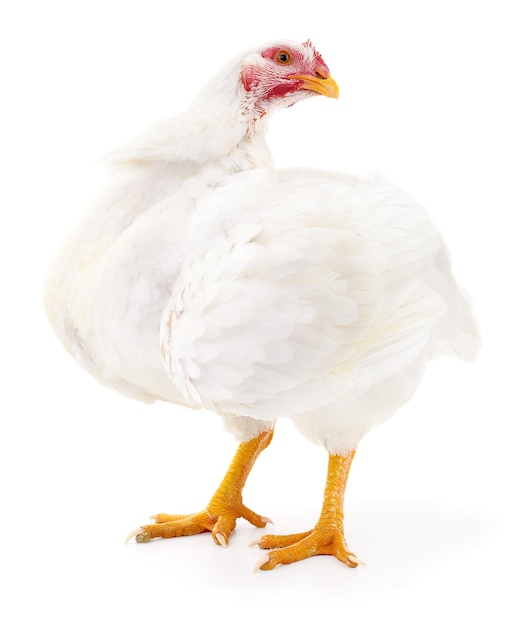 White hen isolated