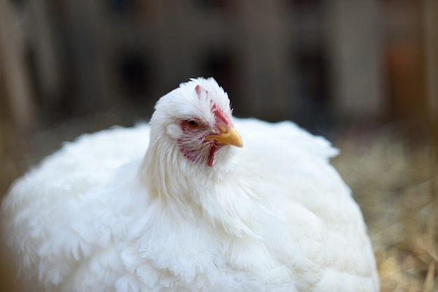 Photo white hen portrait in vegetable garden.