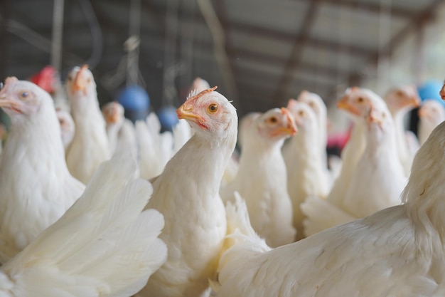 White hen in profile in focus with other hens in the background and to the sides