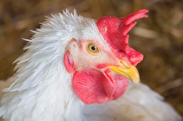 White hen staring because she is curious