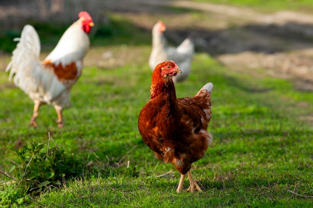 A white hen walks around the village