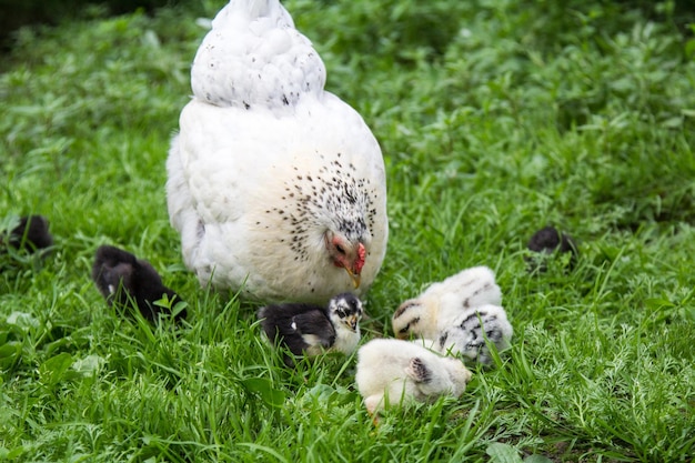 The white hen walks on the green grass and teaches her Chicks to get their food