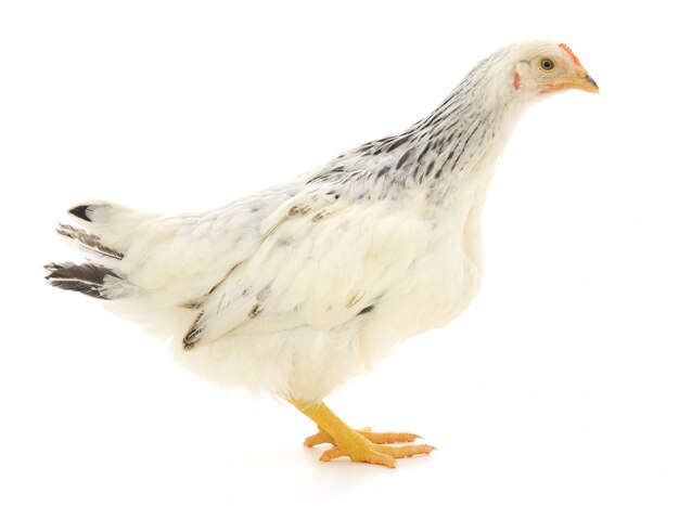 Gallina bianca su sfondo bianco