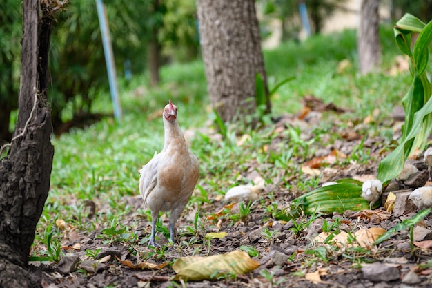 Gallina bianca con pulcini nella foresta