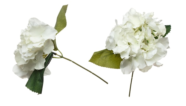 ホワイト・ヘパティカ・ノービリス (Hepatica nobilis) 花は頭ホワイト・ヘバティカ・ヌービリスはプレゼントロマンチックな恋愛結婚バレンタイン人工的な偽のヘパチカ・ ノービリスが空を飛ぶホワイトの背景は孤立している