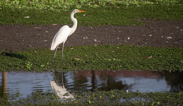 White heron, beautiful white heron in its habitat, lakes and wetlands in Brazil, natural light, selective focus.