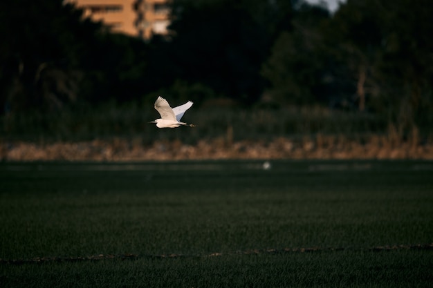 フィールド上を飛んでいる白いサギの鳥