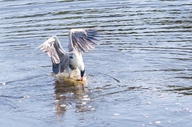 White heron in the Brazilian Pantanal