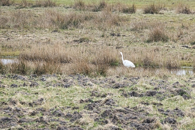 darss의 초원에서 개울 옆에 있는 흰 왜가리 새가 야생 동물을 사냥하고 있습니다