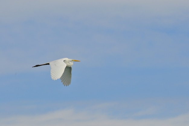 White heron flying