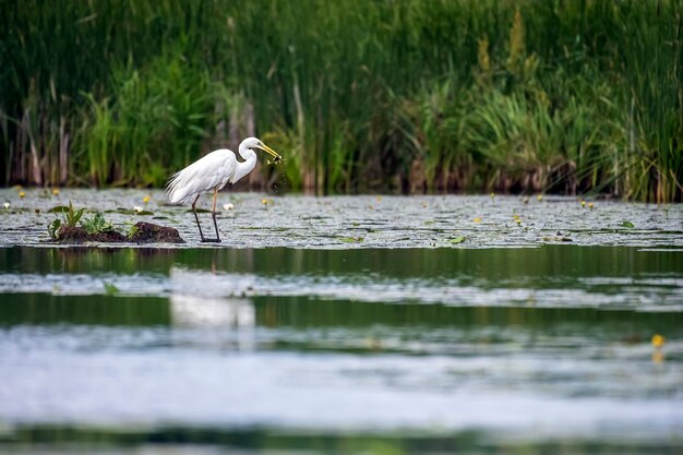 White heron on the hunt by the lake with fish