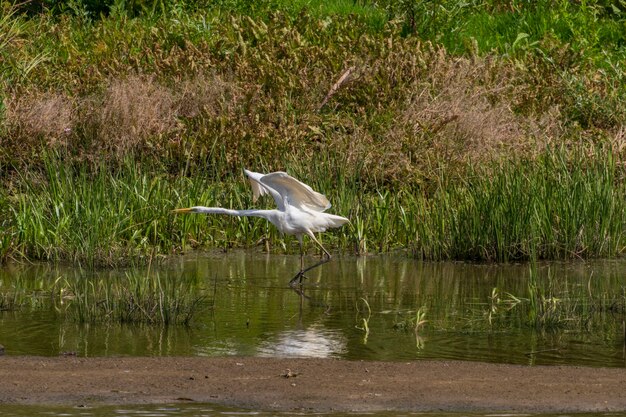 White heron hunting in the evening Desna river Ukraine