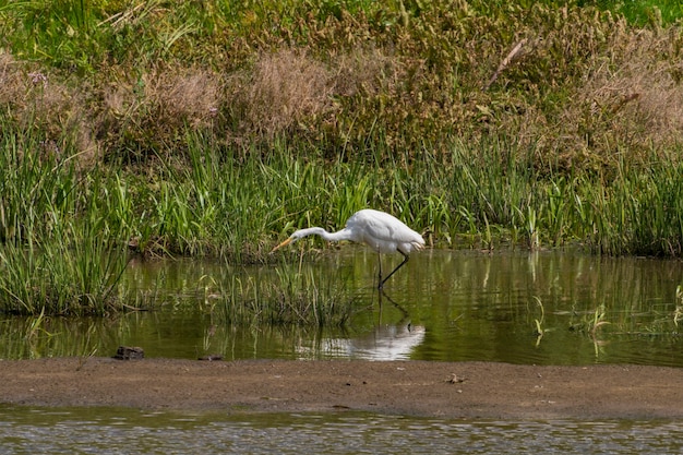 White heron hunting in the evening Desna river Ukraine