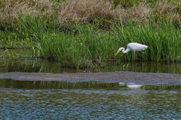 White heron hunting in the evening Desna river Ukraine