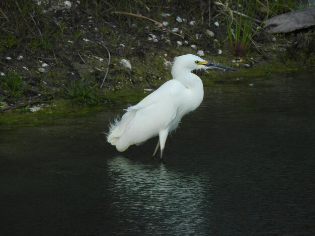 White heron in lake