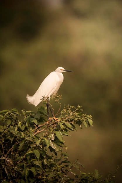 White heron perched on the vegetation Pantanal Brazil