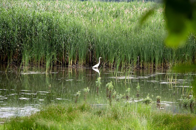 A white heron stands in the pond amid reeds.