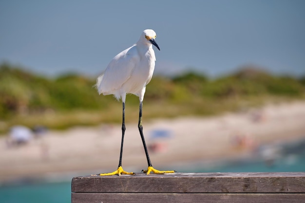 Uccello marino selvatico dell'airone bianco noto anche come airone bianco maggiore in riva al mare in estate