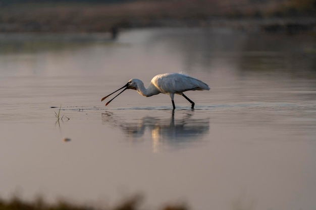 A white heron with a long bill is in the water.