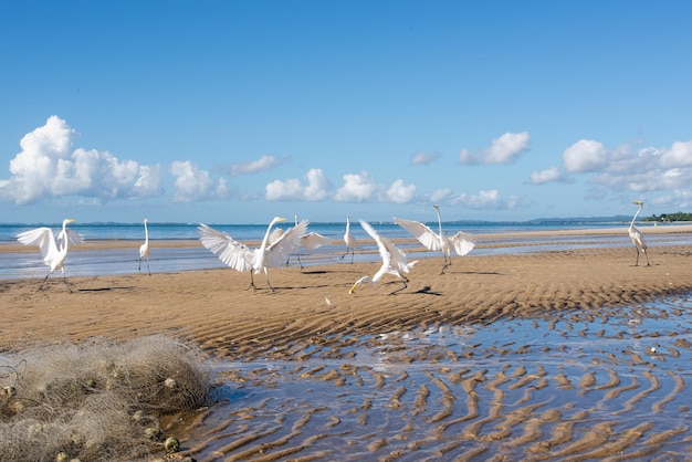 Foto eroni bianchi sul bordo di una spiaggia uccelli marini in cerca di cibo