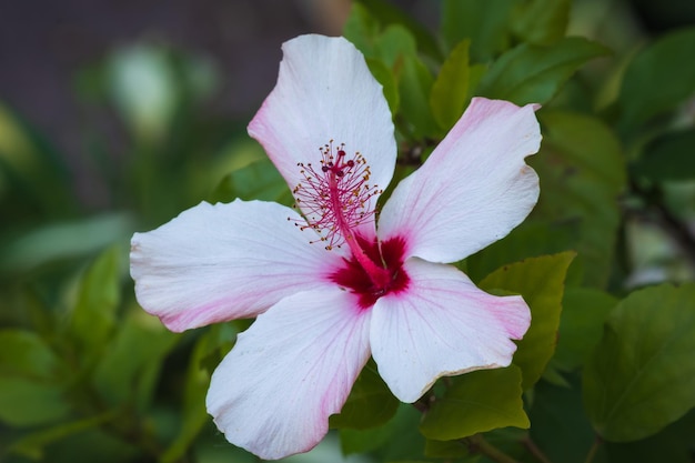 White hibiscus flower on a green background