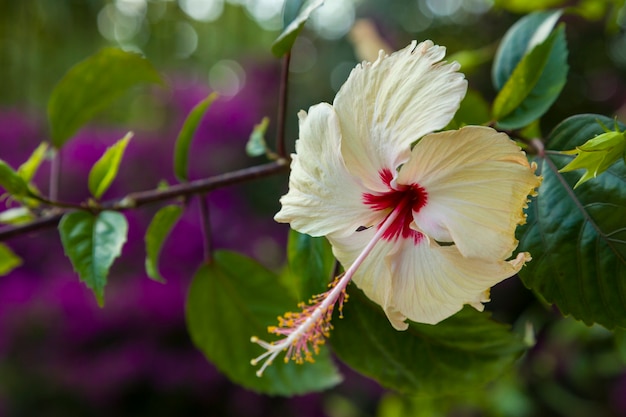 自然の中で白いハイビスカスの花。