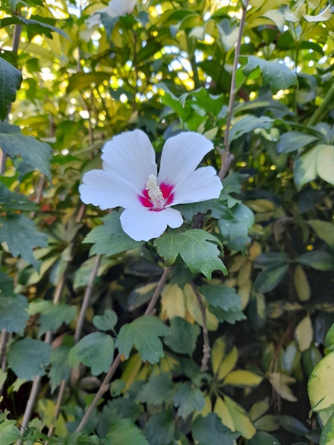 A white hibiscus flower with a red center and a red center.