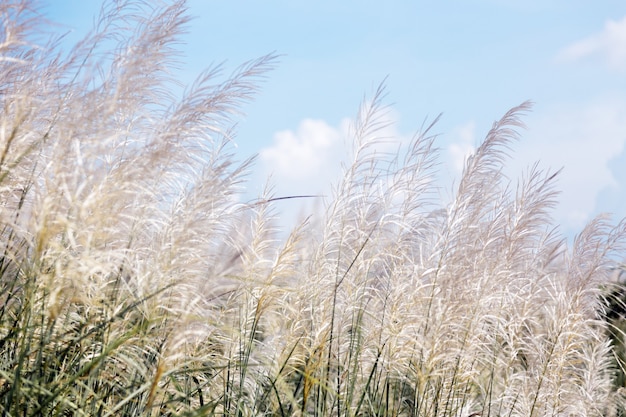 White high grass on windy day in winter season