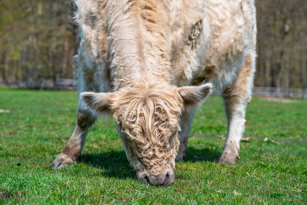 Photo white highland cow cow with long hair