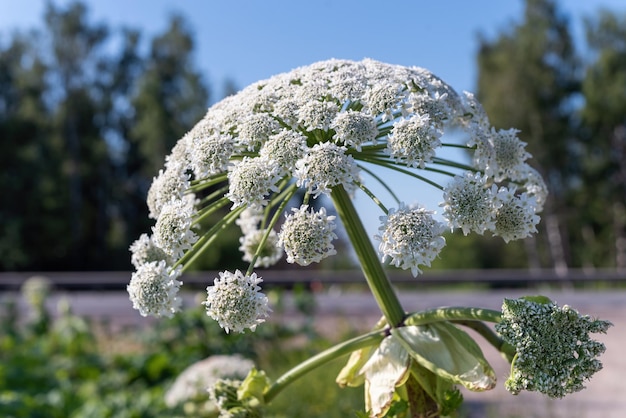 Белые цветы борщевика на обочине Heracleum