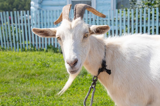 White horned goat portrait